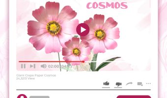 GIANT CREPE-PAPER COSMOS TUTORIAL