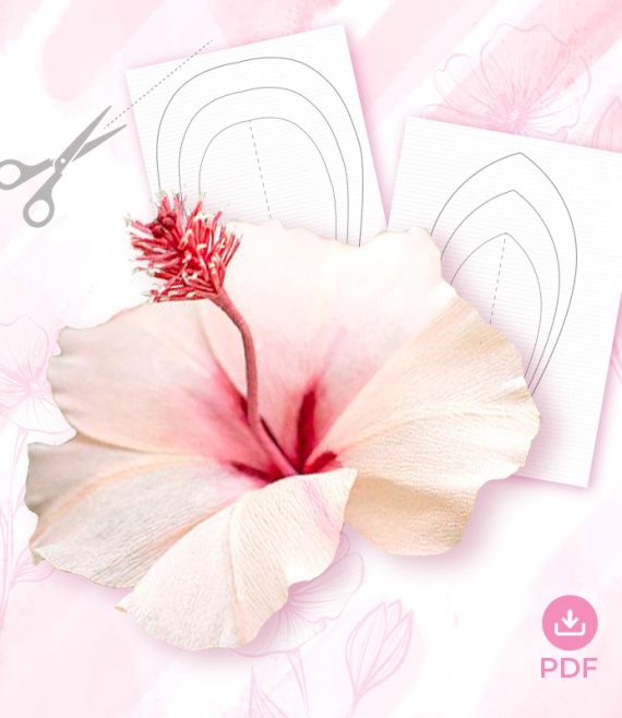 gn6-570x658