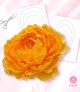 gn7-570x658