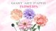GIANT ART PAPER FLOWER COURSE