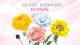 MULTI-MEDIA GIANT FLOWER COURSE
