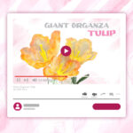 giant organza tulip