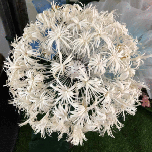 giant paper dandelion